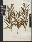 Foto von Salix purpurea L. x Salix viminalis L.